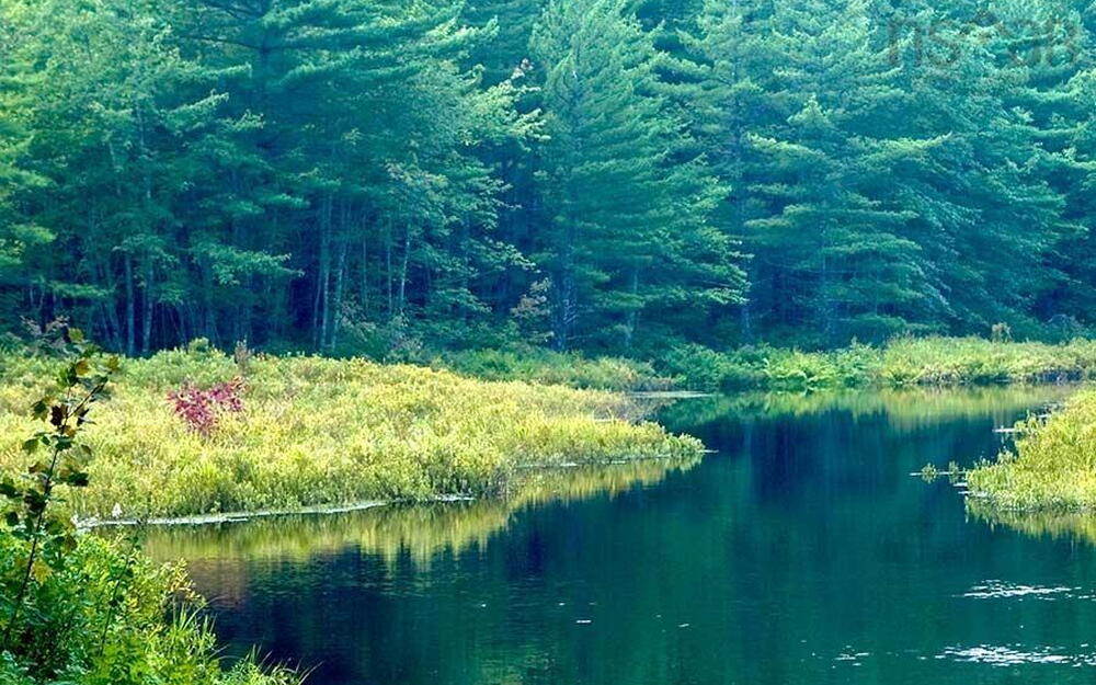 Water view featuring a forest