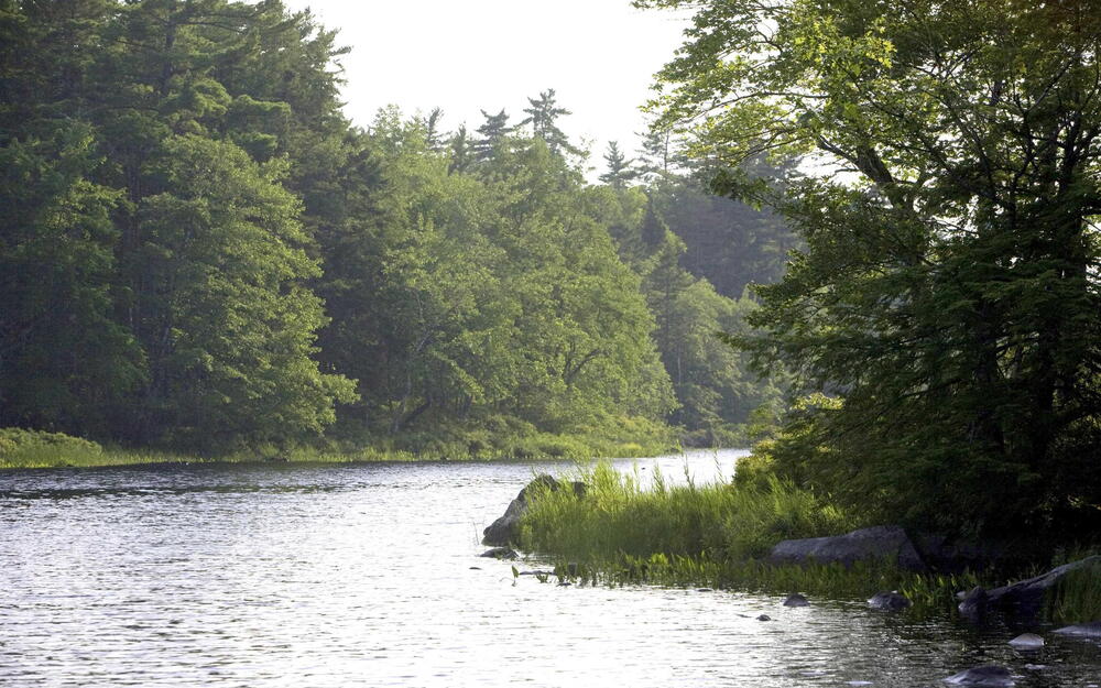 Water view featuring a heavily wooded area